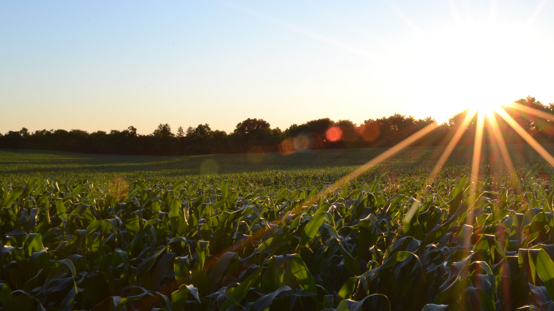 campo de cultivo en atardecer